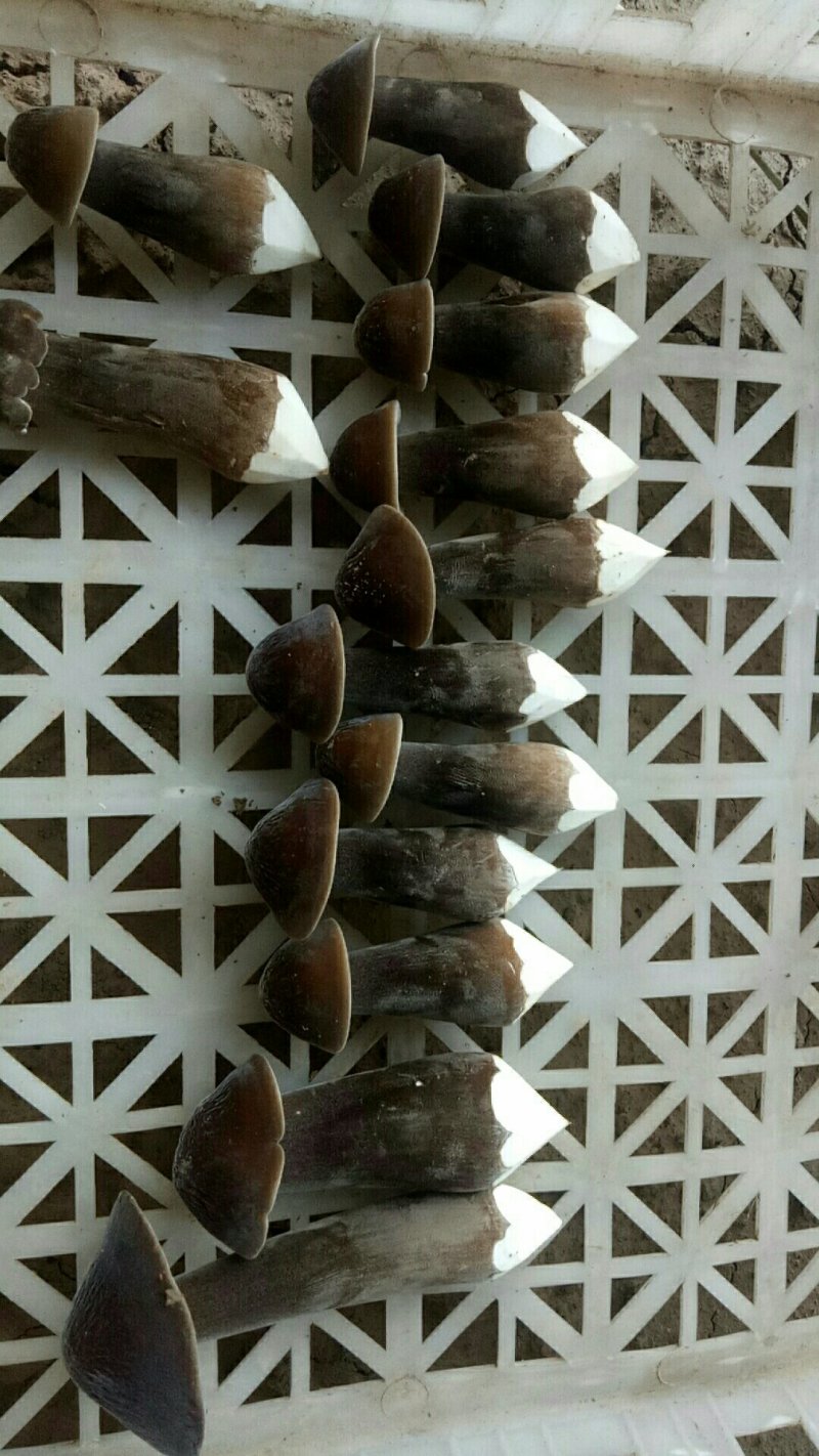 鸡枞菌