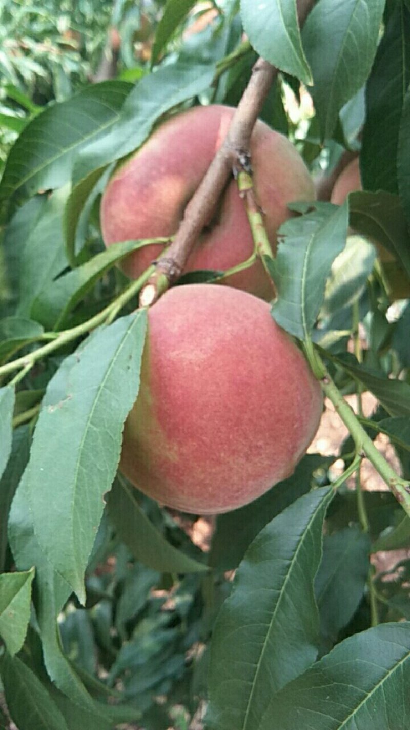 离核毛桃