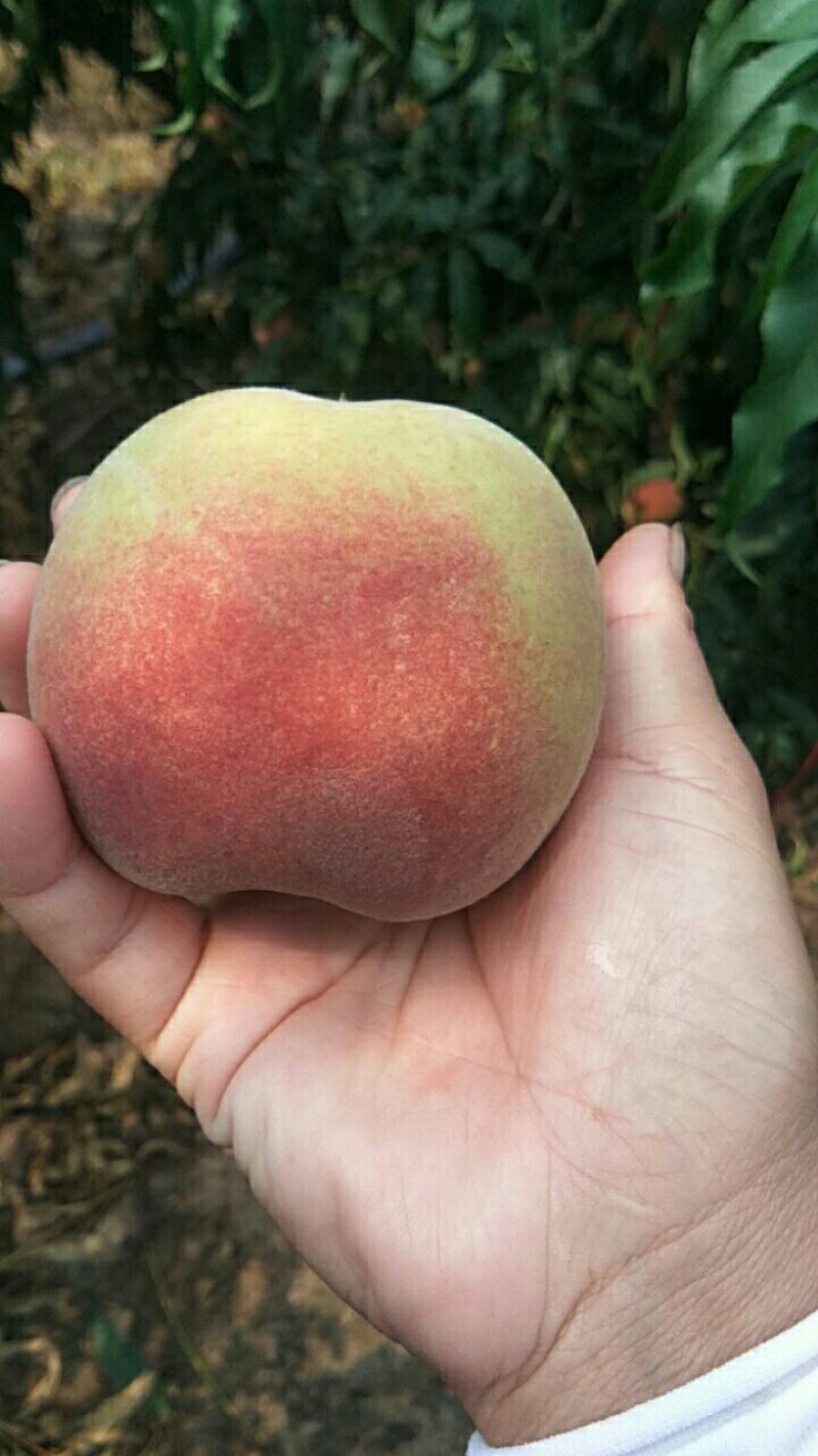 离核毛桃