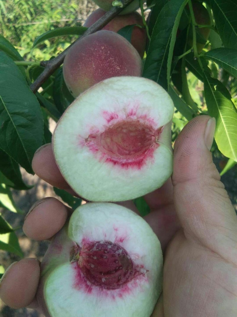 离核毛桃