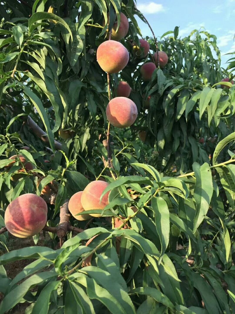 离核毛桃