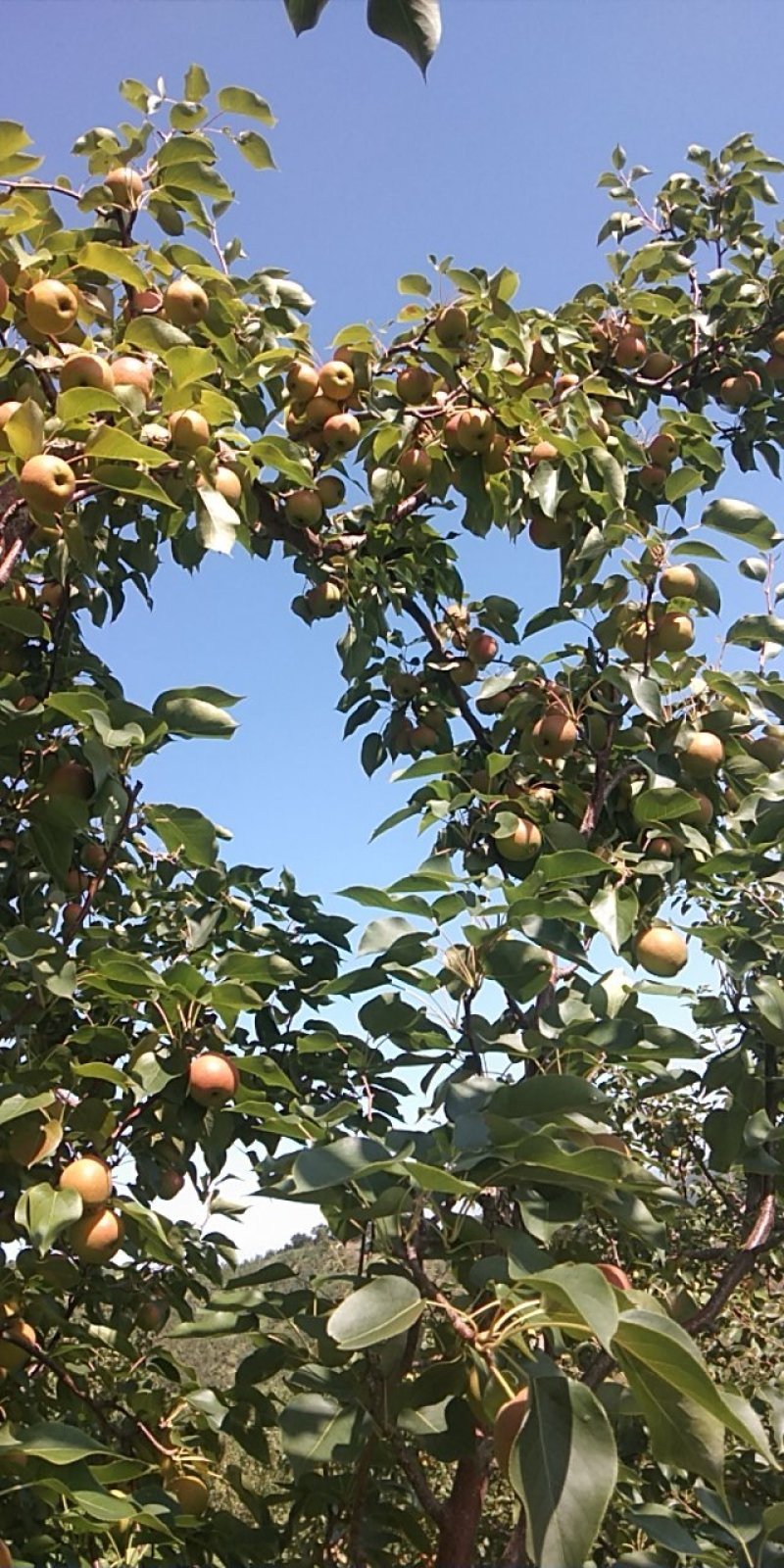 南果梨