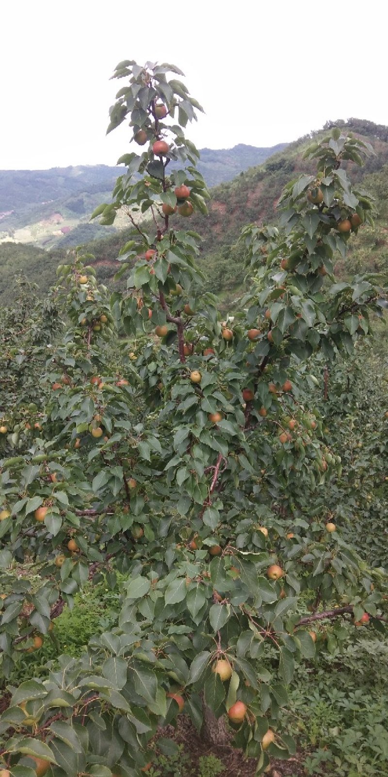 南果梨