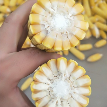 出售玉米棒大量