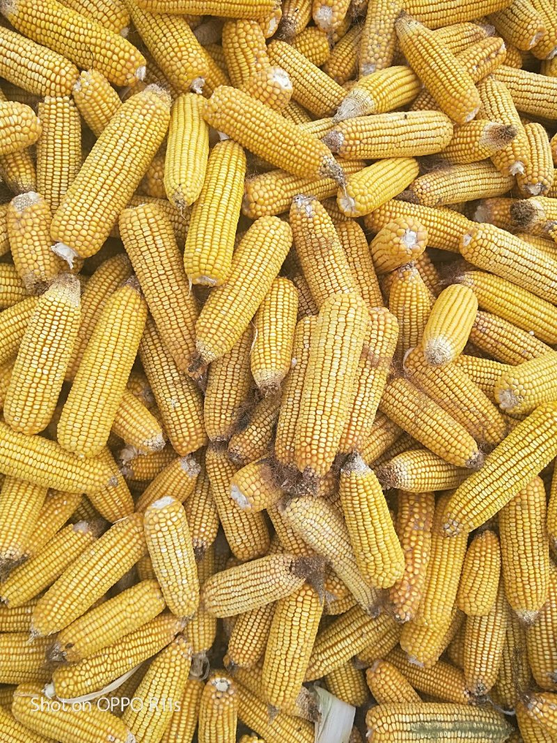 出售玉米棒大量