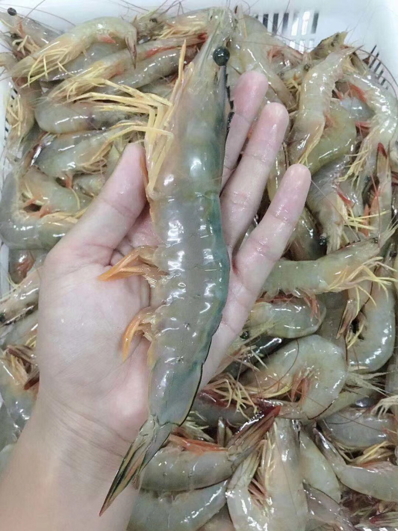 大明虾