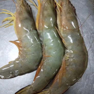 大明虾