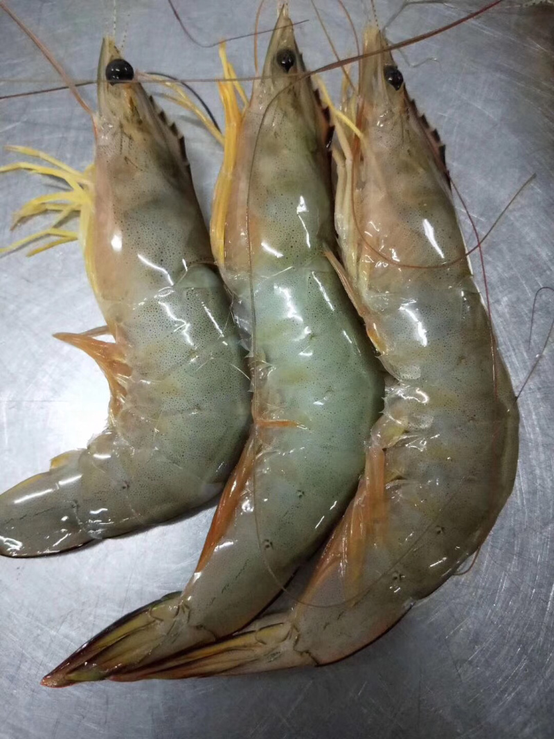 大明虾