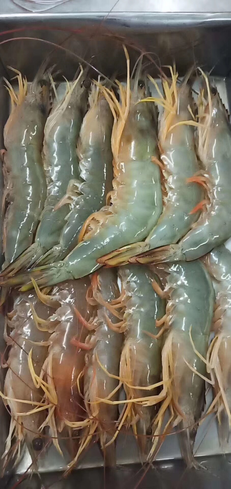 大明虾