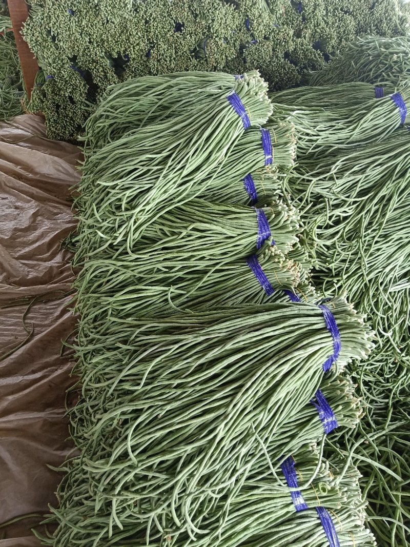 长豆角60厘米以上可视频看货产地直供