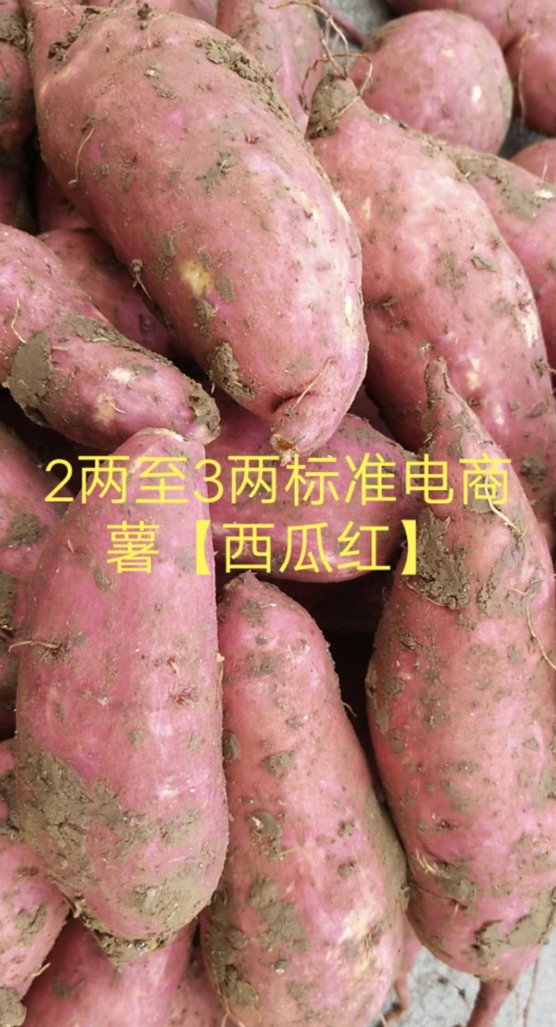 糜夫人牌西瓜红红薯，红心王红薯。