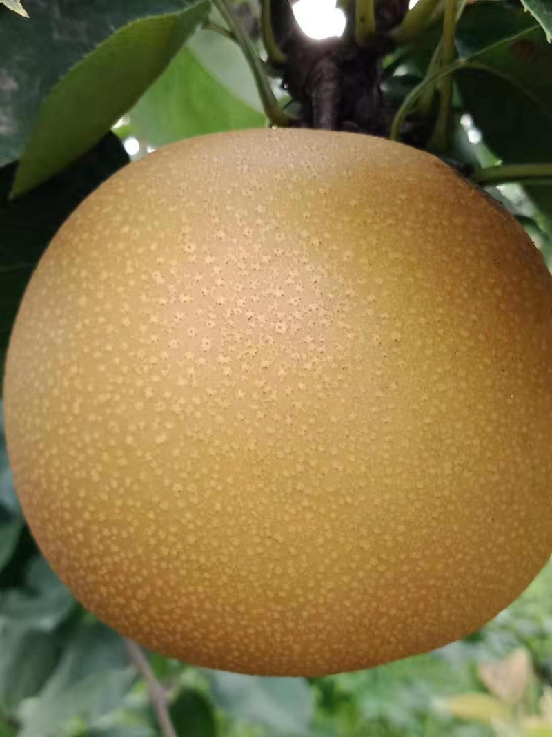 秋月梨产地直供