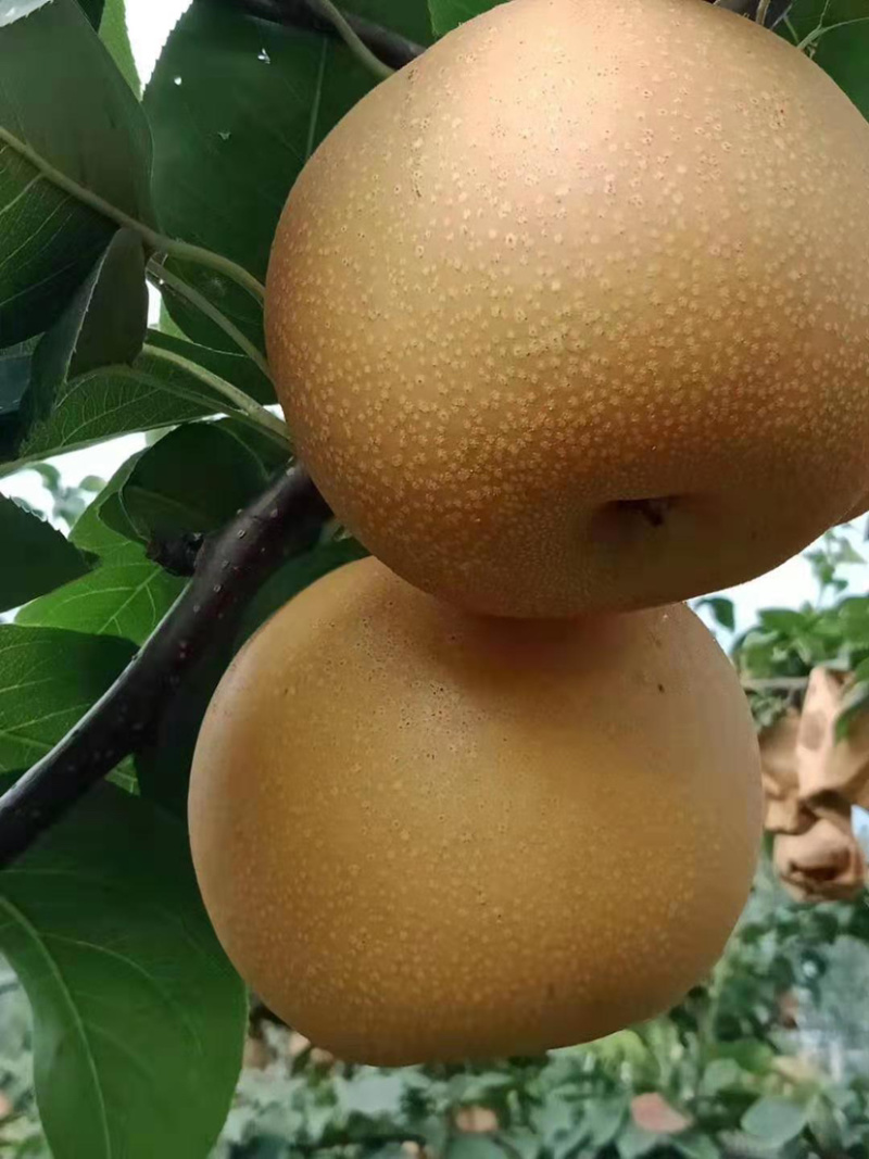 秋月梨产地直供