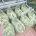 精品无经豆