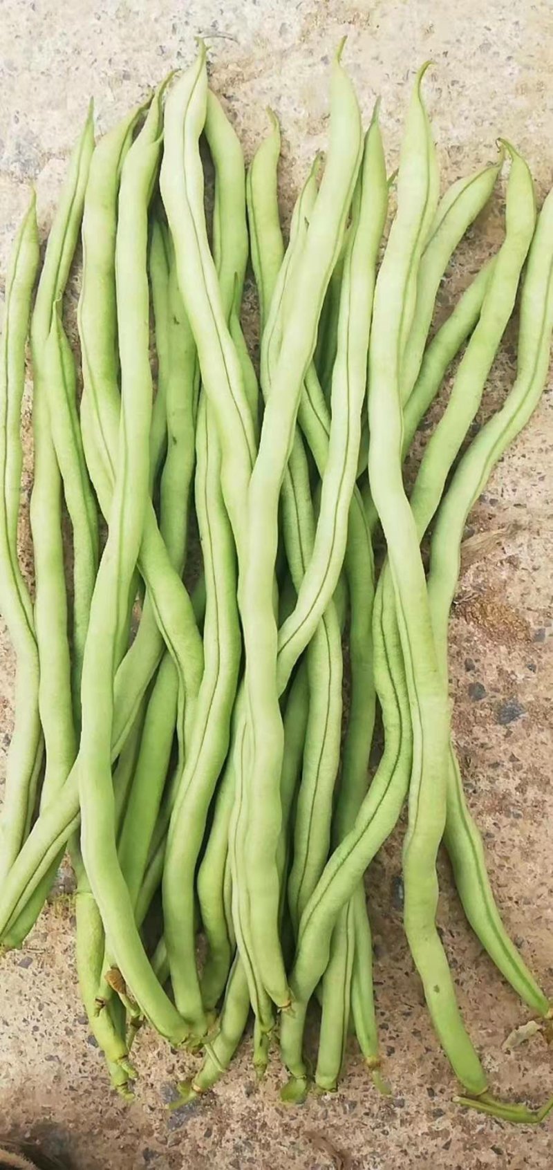 精品无经豆