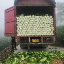 湖北大白菜，精品黄心白菜高山蔬菜量大从优，欢迎采购