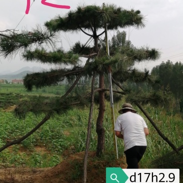 老陈树