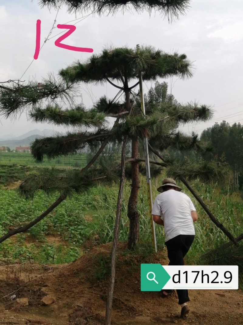老陈树