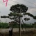 老陈树