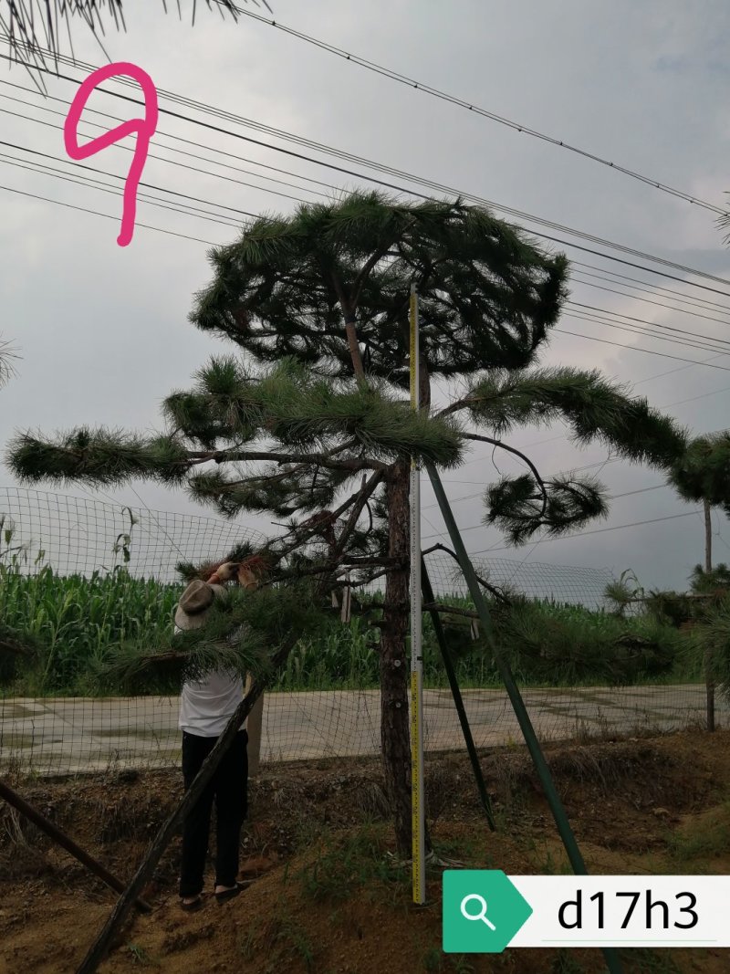 老陈树