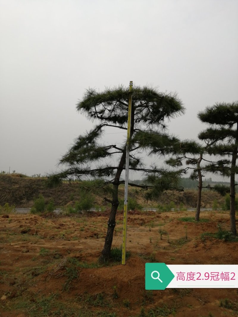 老陈树
