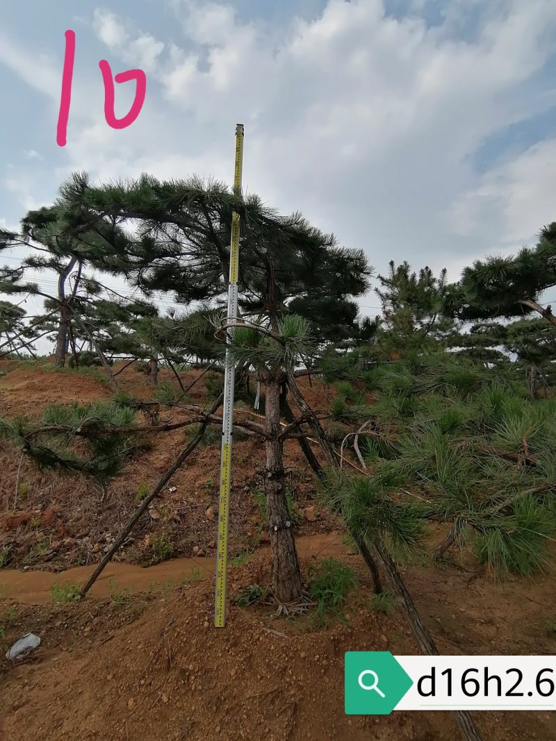 老陈树
