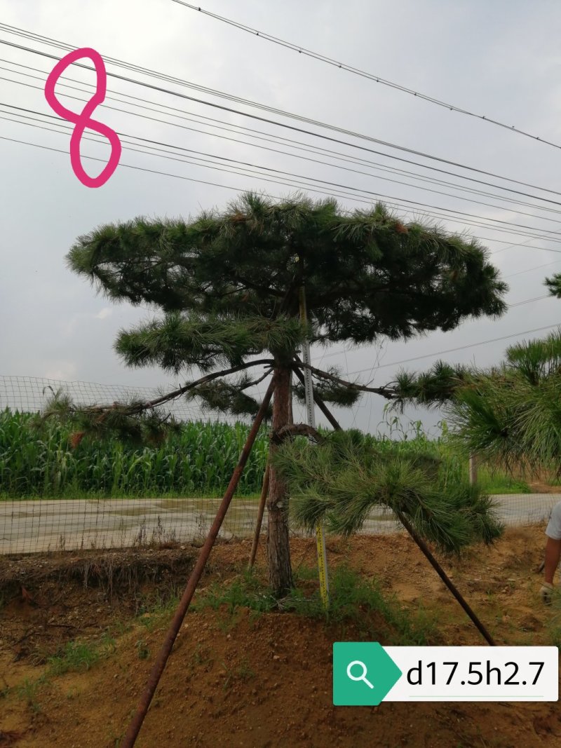 老陈树