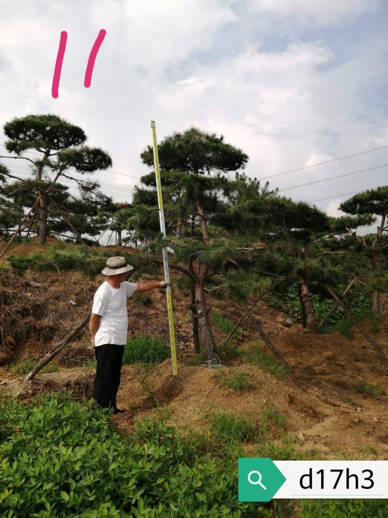 老陈树
