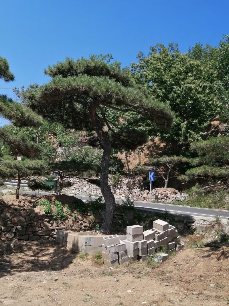 老陈树