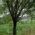 黄葛树，乔木，各种规格都有，常年供应2-100公分
