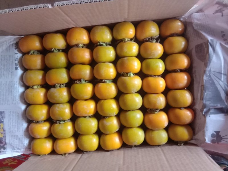 瑶山大红柿