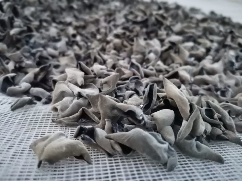 秋木耳