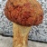 食用菌鲜货香蘑