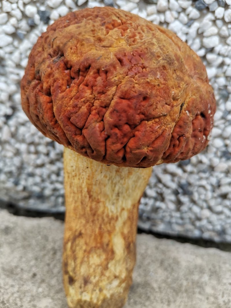 食用菌鲜货香蘑