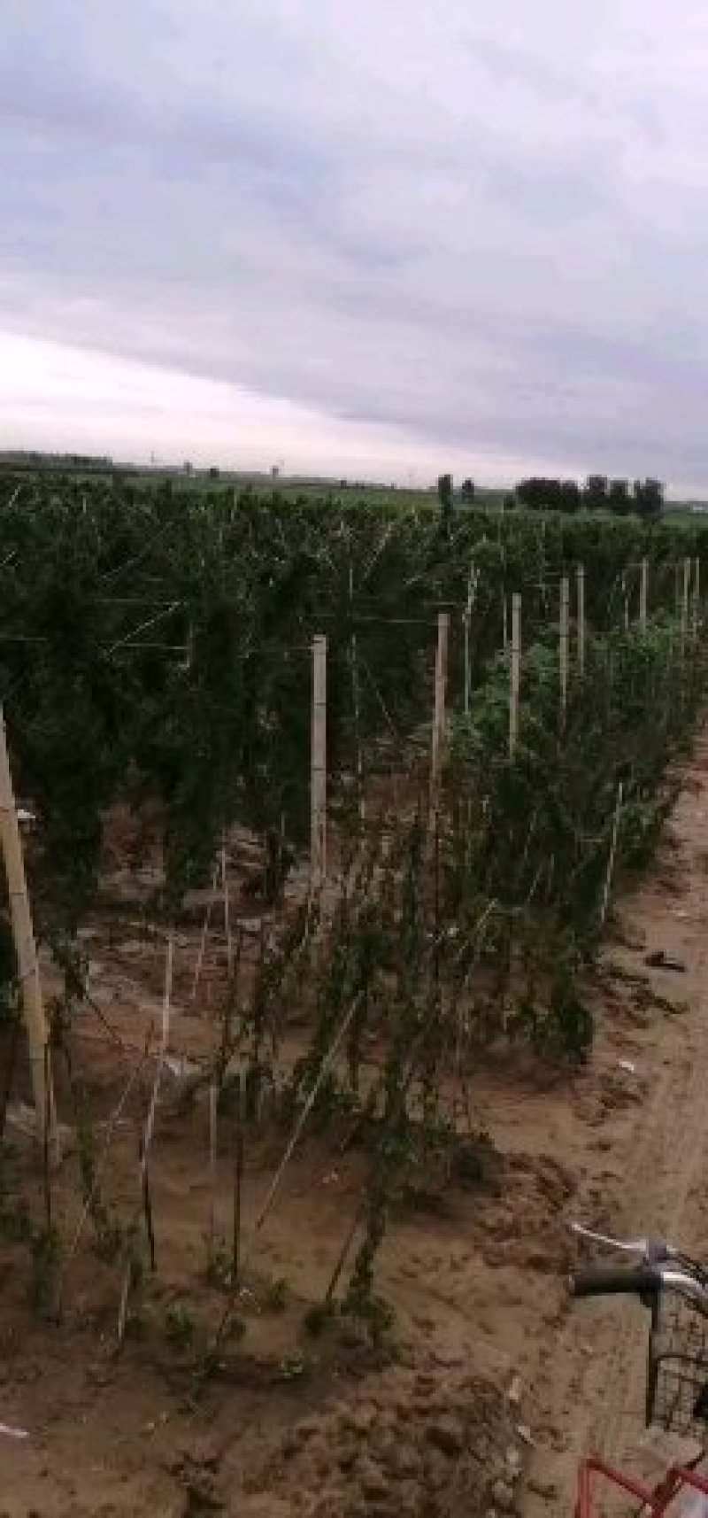 2019新白玉山药