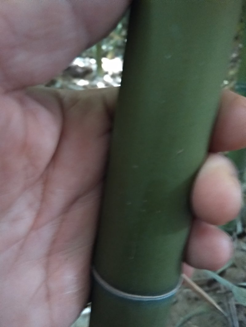 早园竹