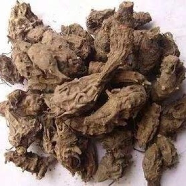 中药材草乌