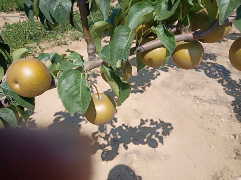梨