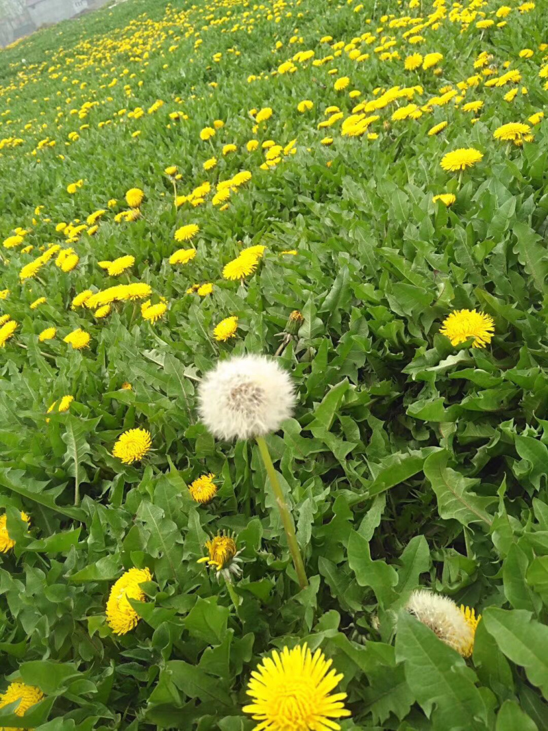 蒲公英种子高产大叶保证出苗率