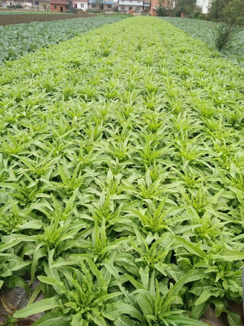 莴笋现在已经大量上市，质量一等一，欢迎新老客户