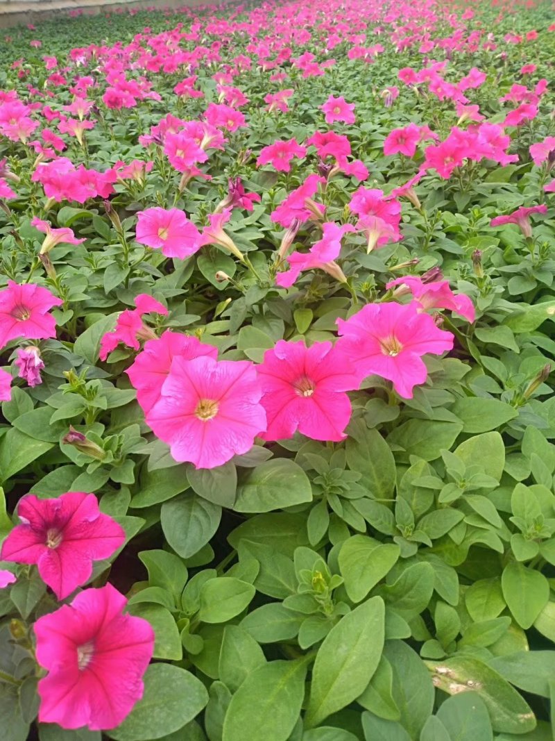 矮牵牛牵牛草花观花植物多色牵牛大量供应