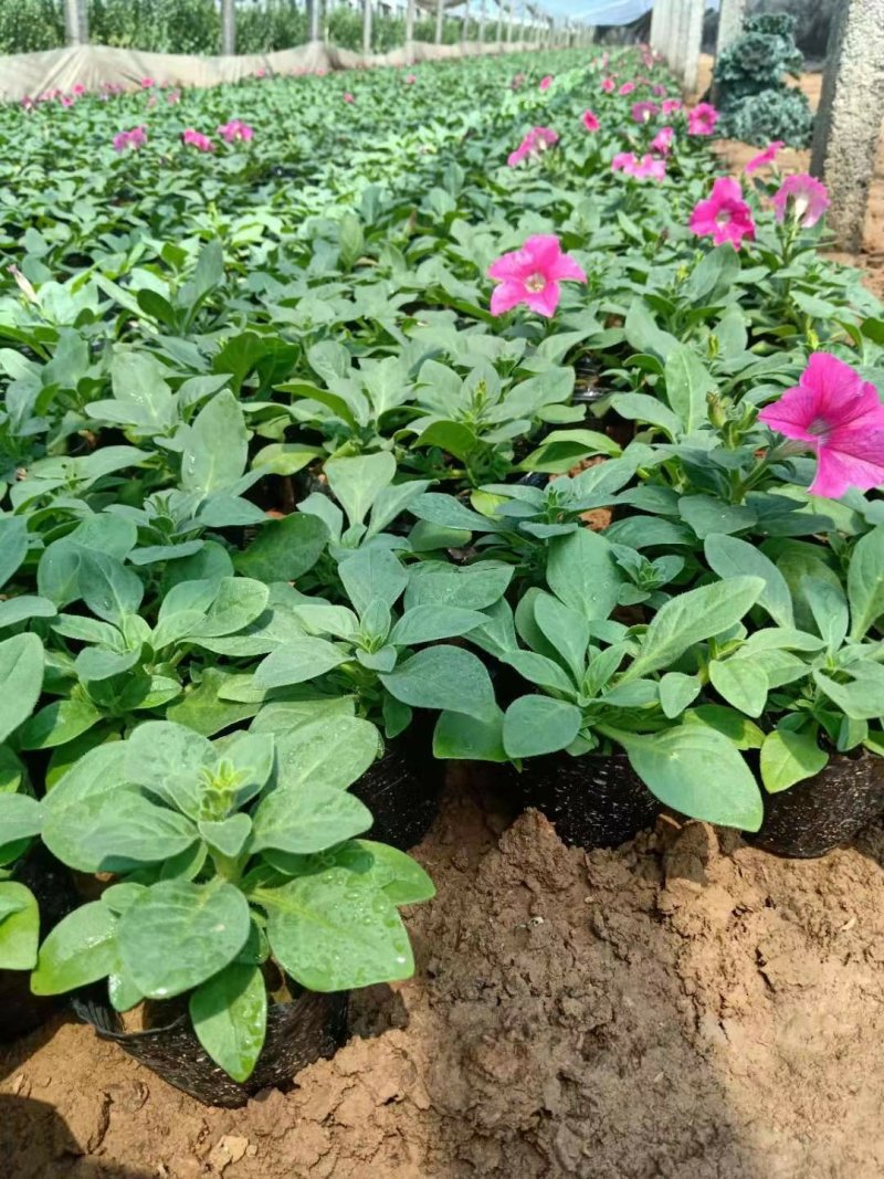 矮牵牛牵牛草花观花植物多色牵牛大量供应