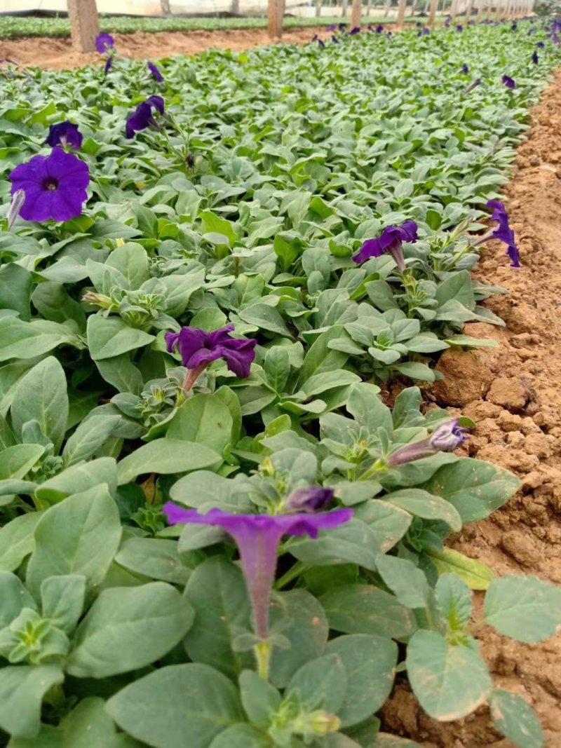 矮牵牛牵牛草花观花植物多色牵牛大量供应