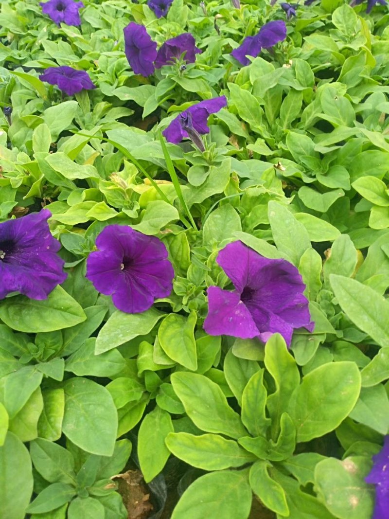 矮牵牛牵牛草花观花植物多色牵牛大量供应