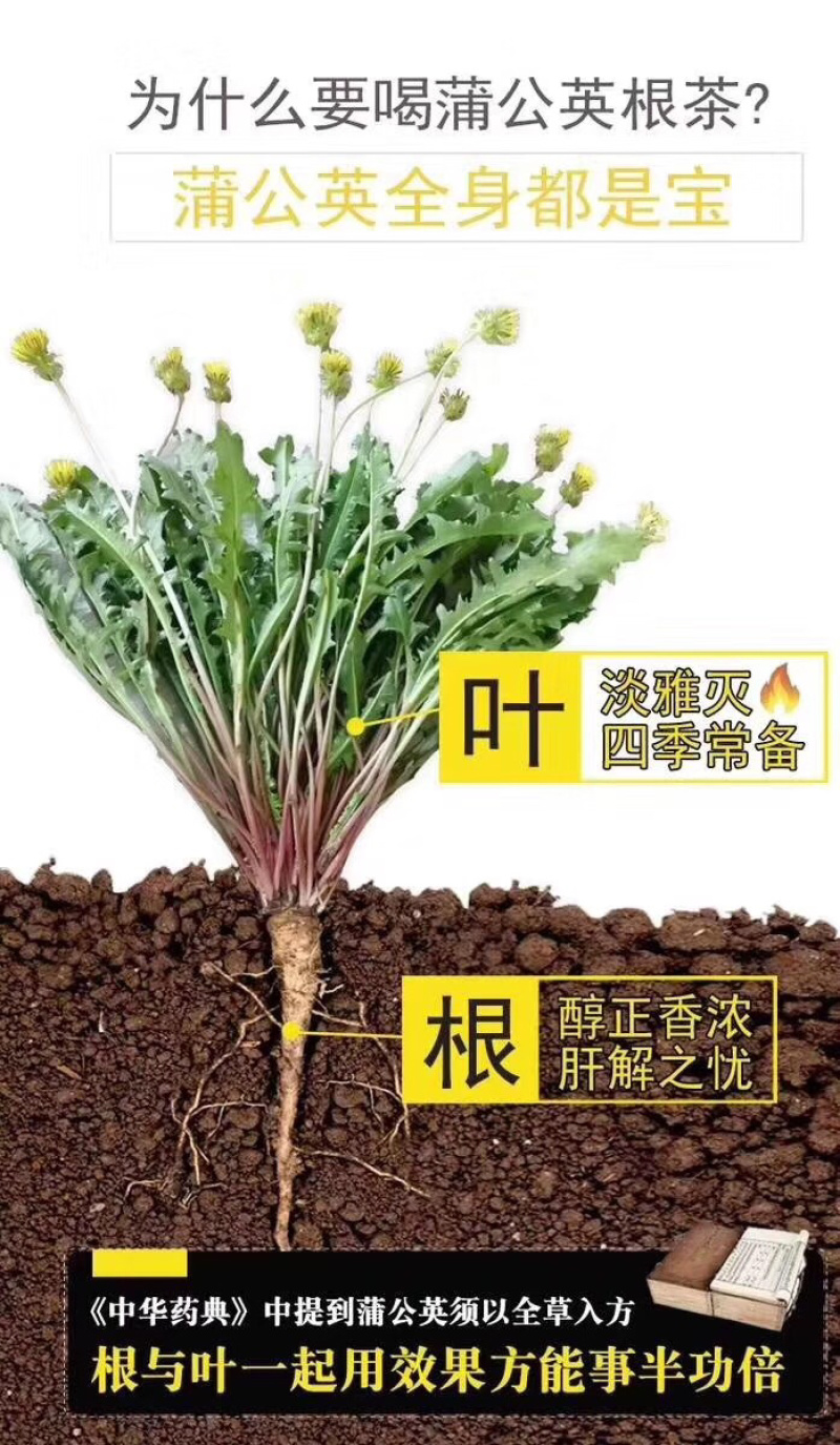 东北野生蒲公英茶特级