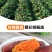 西瓜红