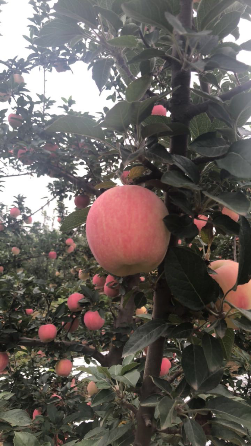 红星纸袋苹果，面光，红度好，水分足