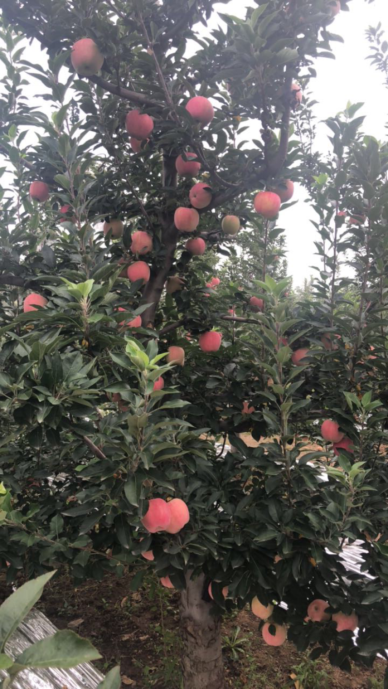 红星纸袋苹果，面光，红度好，水分足