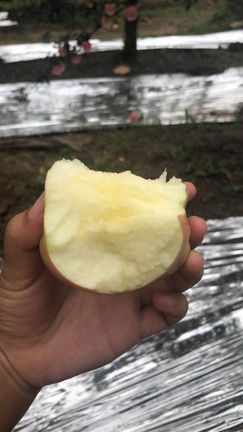 红星纸袋苹果，面光，红度好，水分足
