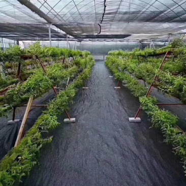 环保型防草布编织袋吨包厂家直销